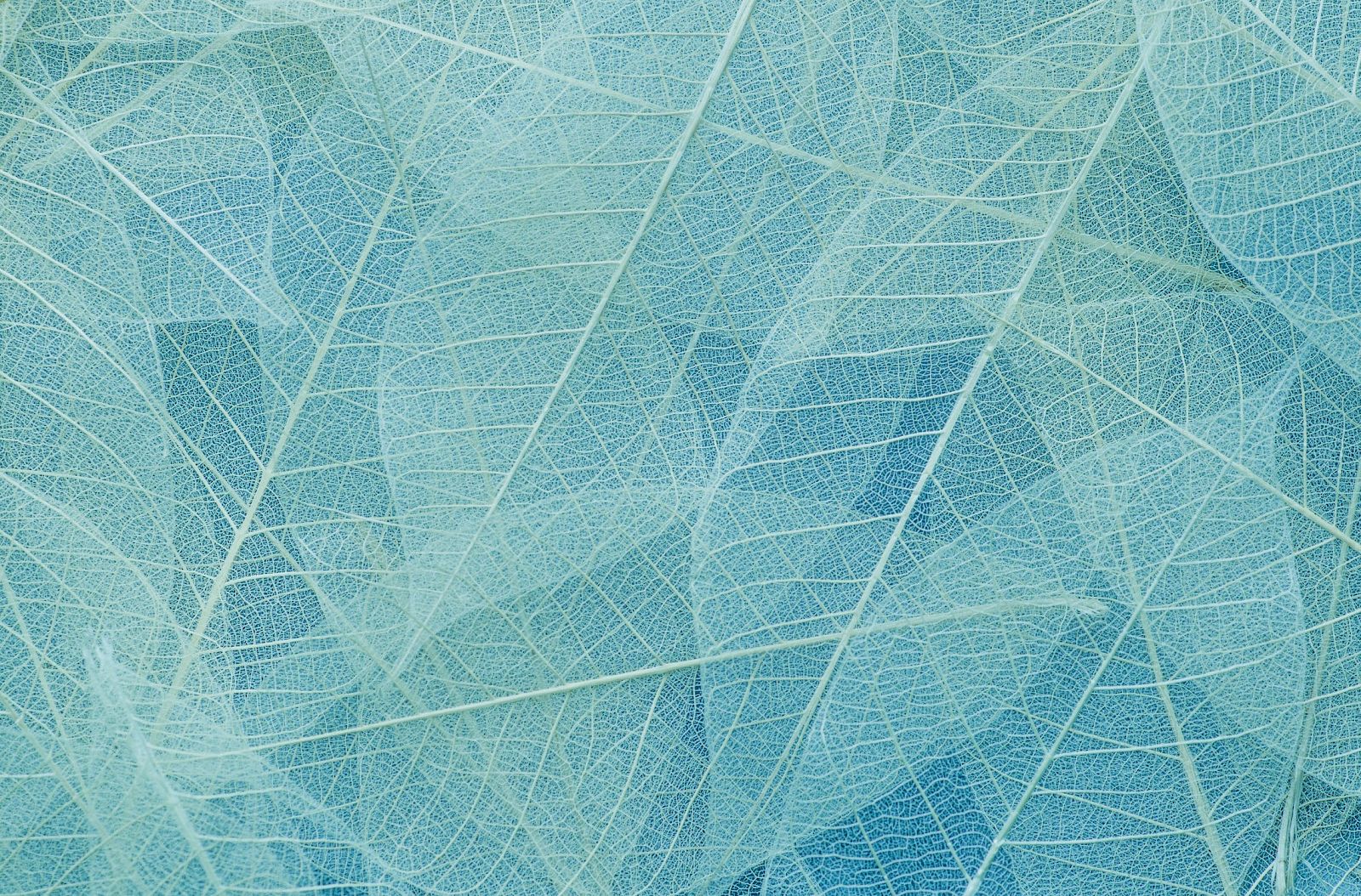 The image shows a pattern of overlapping, translucent blue leaves with visible veins creating an intricate and delicate texture.